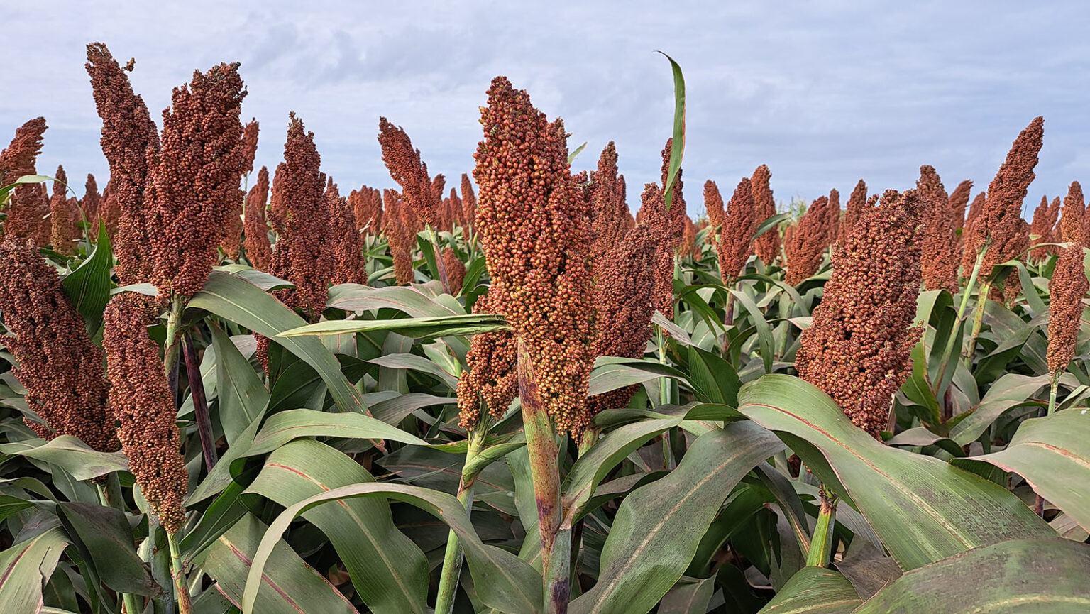 Crece el interés por sembrar sorgo para la próxima campaña